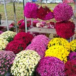 Obiceiul de aici umple piețele de flori colorate
