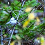 Păsărea mică cu coadă spectaculoasă care colorează pădurile Retezatului