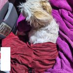 ȘOC LA CĂLAN: UN BĂRBAT A ARUNCAT UN CĂȚEL BICHON DE LA ETAJUL DOI, PE FONDUL UNUI CONFLICT CU SOȚIA