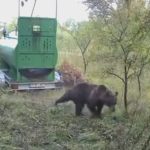 Ursul de la Vulcan va fi prins