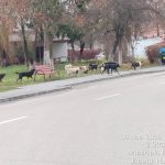 Peste 20 de câini abandonați în Cartierul Aeroport din Petroșani. Autoritățile fac apel la cetățeni pentru identificarea celor responsabili