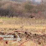 Elan surprins în Hunedoara