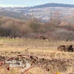 Cum a ajuns un elan la Hațeg?