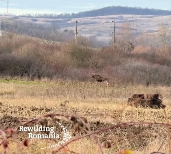 att.RLFE8NnopLbaSq0GWk7ZJWGeuTNnvWmu5ZnvKrNZx04