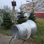 Au venit primii brazi, în piață