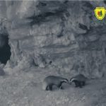 Bursuci în Parcul Natural Grădiștea Muncelului – Cioclovina