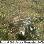 Ursul gulerat are urmași, în zona noastră