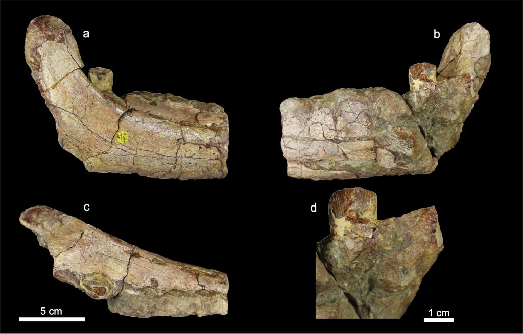 Foto1.Fosile Ferenceratops shqiperorum holotype 1