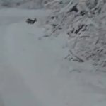 Căprioară surprinsă de drumari