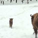 Romeo, cel mai tânăr zimbru de la Hațeg