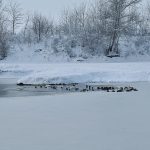 Nu hrăniți și nu deranjați păsările de pe ape!