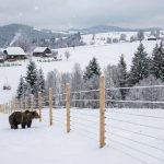 Urșii, opriți cu garduri electrice. Păgubașii, despăgubiți