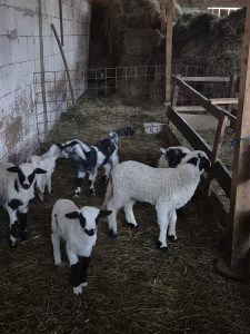 att.oruG05k_Ca8HsNjkZsXFtWW7FRMXPyKxh0vkcqYxOnk