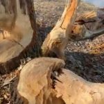 Castorii lucrează din greu în parcurile de la noi