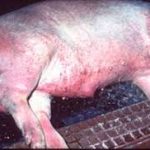 Pestă Porcină Africană la mistreți, în Hunedoara. Autoritățile fac apel la vigilență