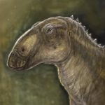 Dinozaurul „ascuns”, o nouă specie erbivoră descoperită în Geoparcul Internațional UNESCO Țara Hațegului al Universității din București