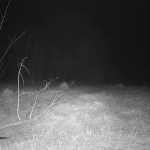 Castorii revin în forță pe Valea Gurasada și extind habitatul din Hunedoara