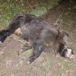 Focar de pestă porcină la Petroșani