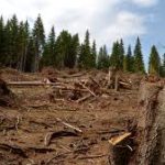 Arbori tăiați ilegal – autorii neidentificați