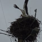 Berze care cuibăresc în Valea Jiului