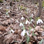 Milioane de ghiocei au transformat Dealul Babii într-un spectaculos covor alb de primăvară