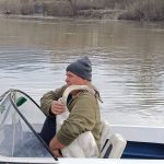 Pui de lebădă salvat de la moarte