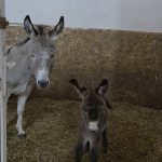 Primăvara a întinerit menajeria