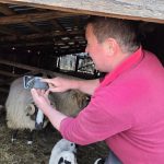 Ciobănia și tehnologia: pregătiri de Paști în Valea Jiului