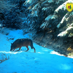 Lupii din cetățile dacice au fost surprinși de camerele Romsilva