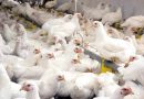 Atenție! Focare de gripă aviară la granița României