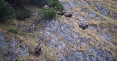 Ritualul caprelor negre surprins în Parcul Național Retezat