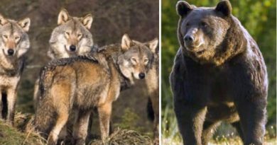 Urșii și lupii fac legea în gospodăriile hunedorenilor. APM face despăgubiri